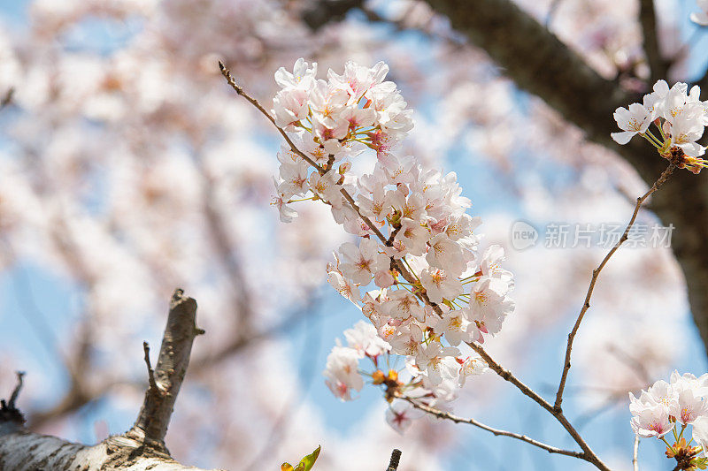 樱花