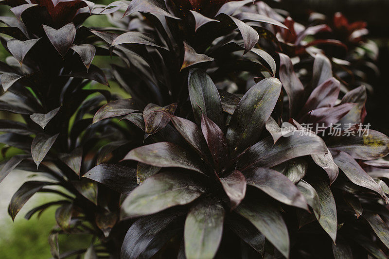 Ti植物彩色叶子