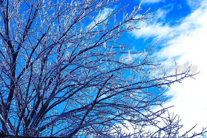 一棵枝桠上挂着冰柱的枫树。天气在加拿大春季灾难。冰在寒冷的春天发芽。