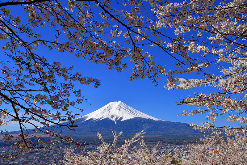 富士山和樱花:从荒山森根公园，富士吉田