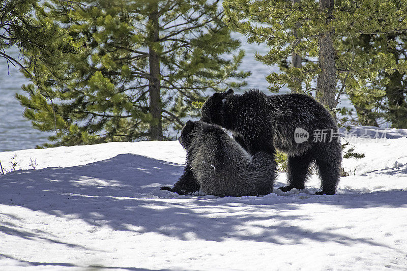 灰熊在雪地里玩耍、打架、摔跤