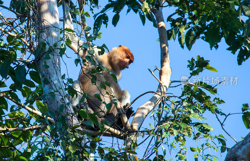 马来西亚:基纳巴丹干的长鼻猴