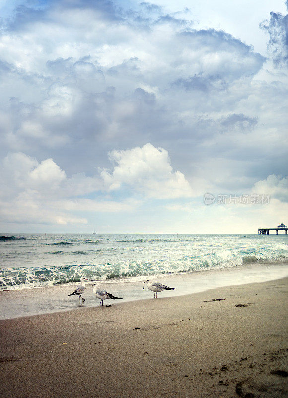 多雨多雨的天空，沙滩上的一群海鸥