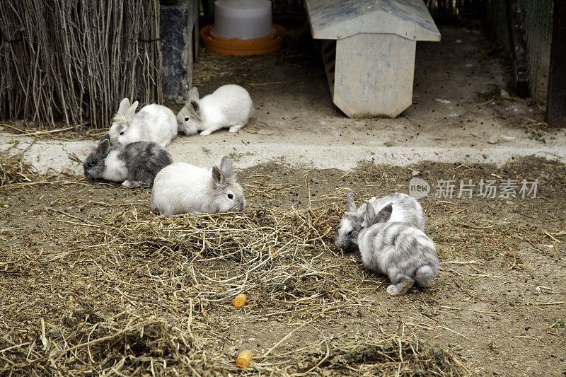 兔子安哥拉农场