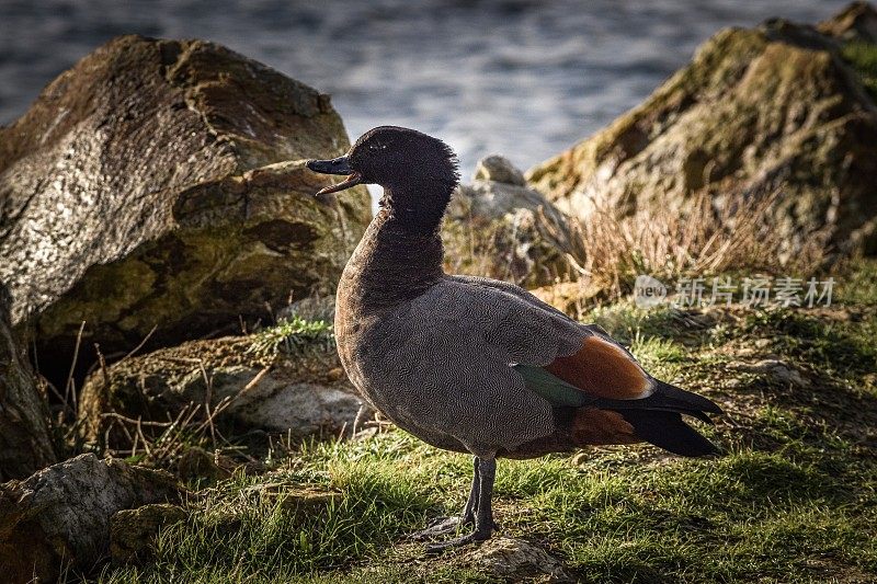 天堂Shelduck，奥塔哥，新西兰