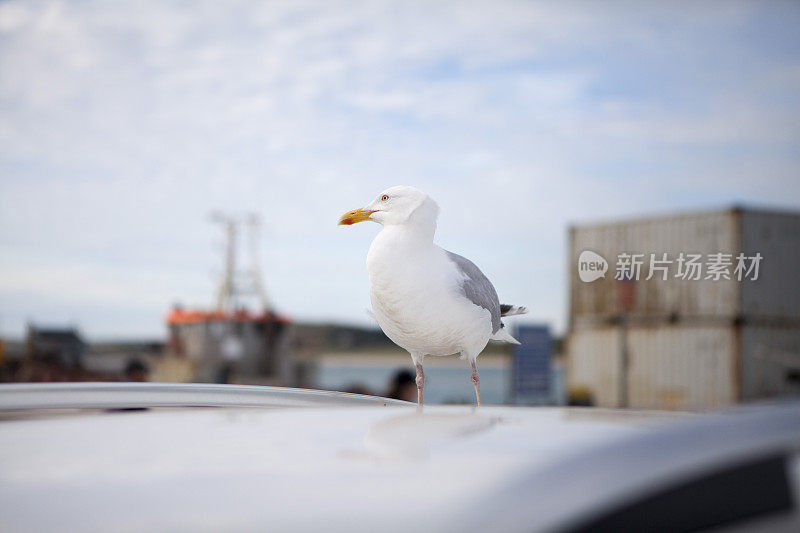 海鸥在车顶