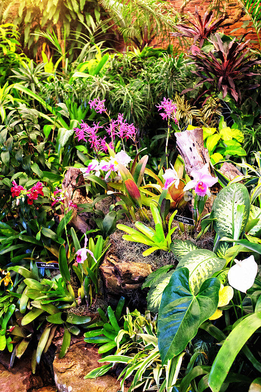 丰富多彩的兰花和热带植物