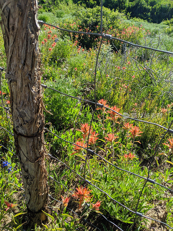 在犹他州锡安国家公园附近的科洛布水库的高海拔牧场上的印第安画笔野花