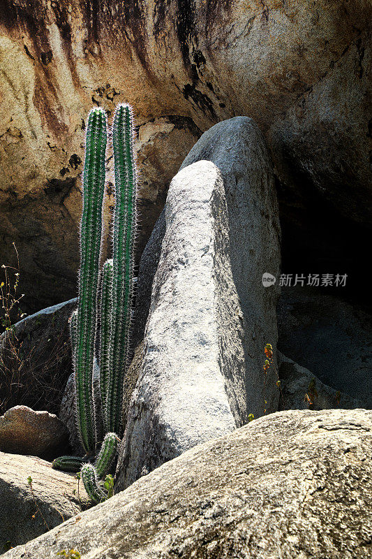 高大的绿色仙人掌花在岩石景观