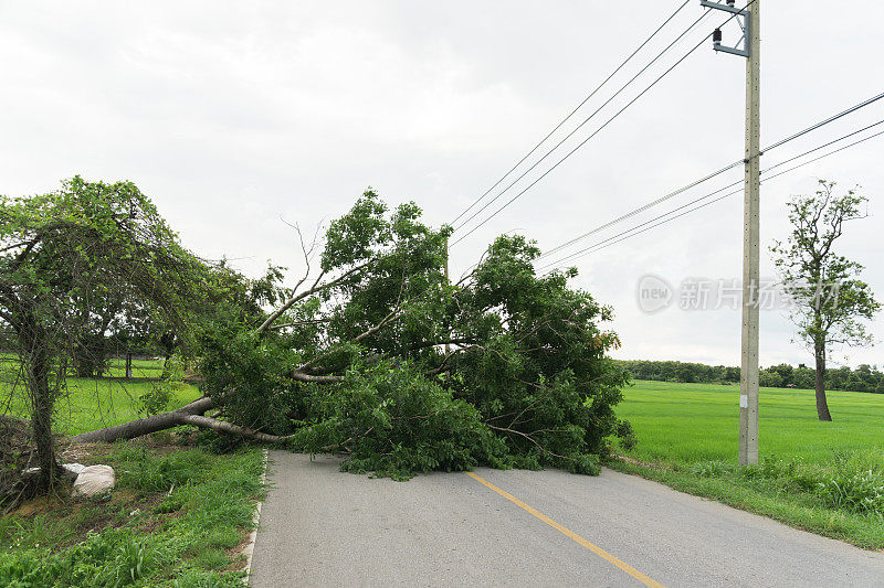 一棵大树倒下挡住了路