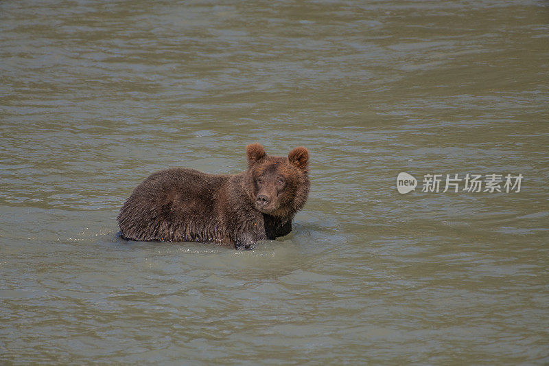 阿拉斯加海岸的棕熊捕鱼