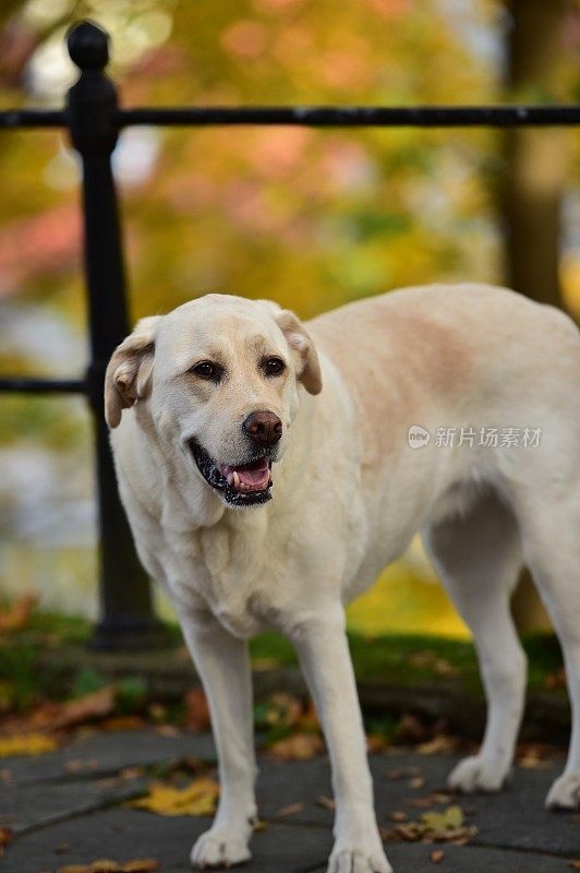 挪威的拉布拉多寻回犬