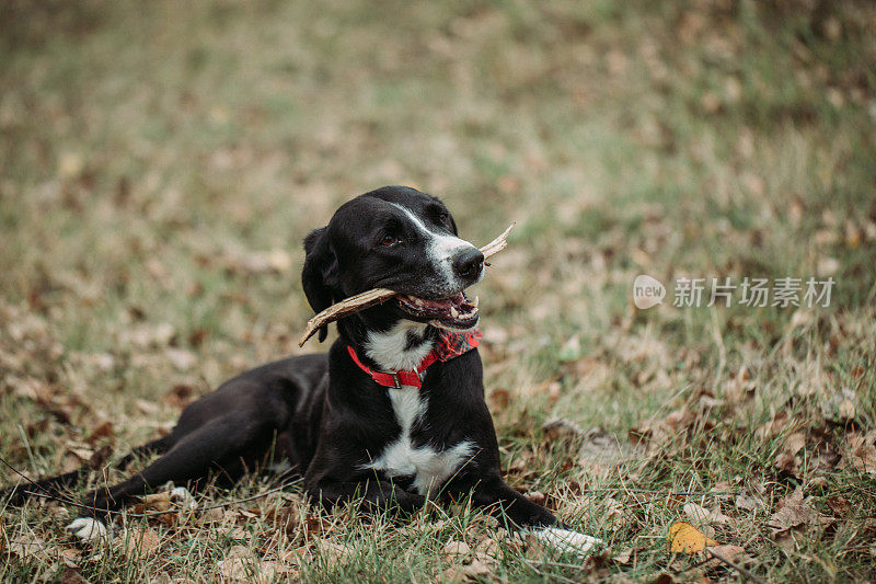 咬木棍的杂种狗