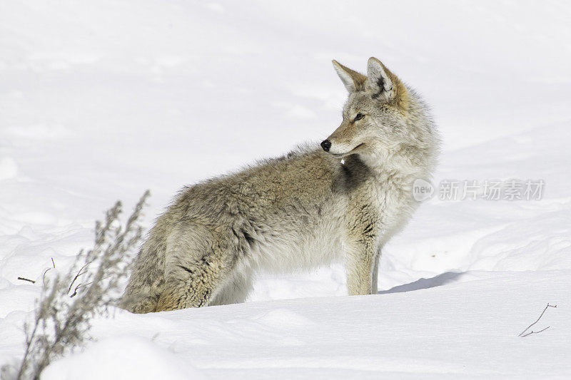 土狼在雪下寻找田鼠或老鼠