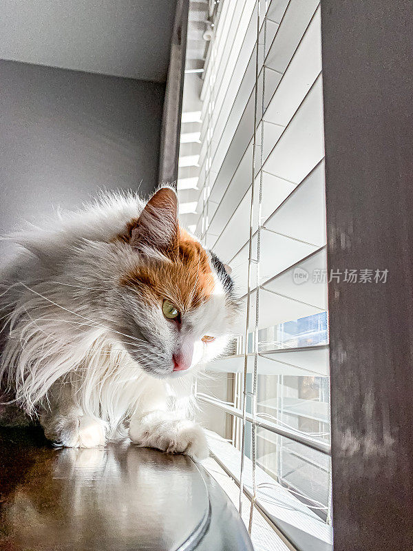 美丽快乐放松的女性室内毛绒绒家猫猫宠物在一张木桌上看在冬天透过百叶窗到日落的户外