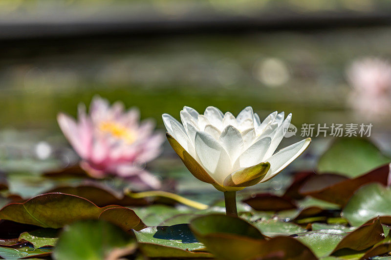 荷花在池塘里