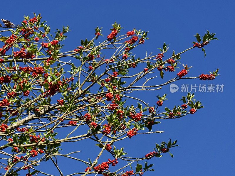 古老的围墙英国乡村别墅花园和分配与植物和鲜花