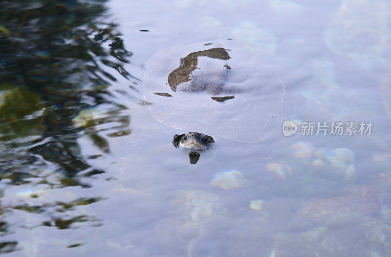 海龟游泳