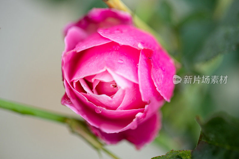 花:特写粉红玫瑰