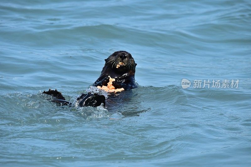 海獭吃鱼籽