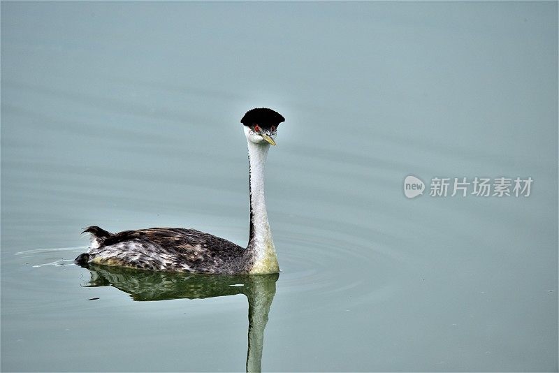 西方水鸟游泳