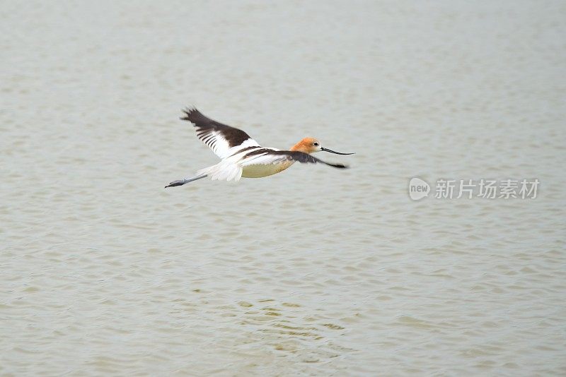 美国Avocet飞行