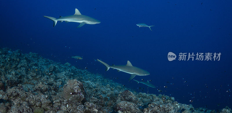 灰礁鲨(钝喙鲨)-帕劳，密克罗尼西亚