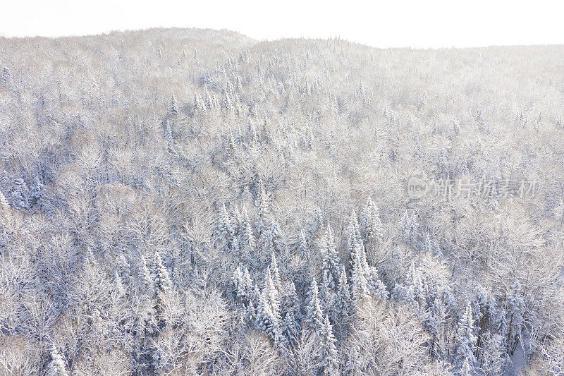 鸟瞰图北半球自然森林在冬季雪灾后，魁北克，加拿大