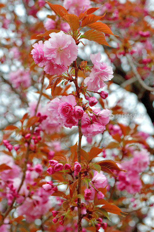 东京樱花盛开，重瓣樱