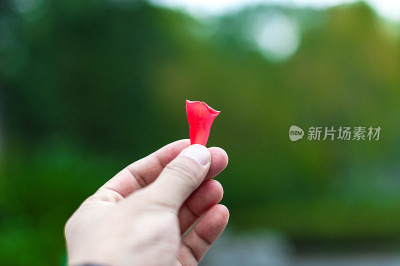 摄影师手里拿着一片红色的花瓣