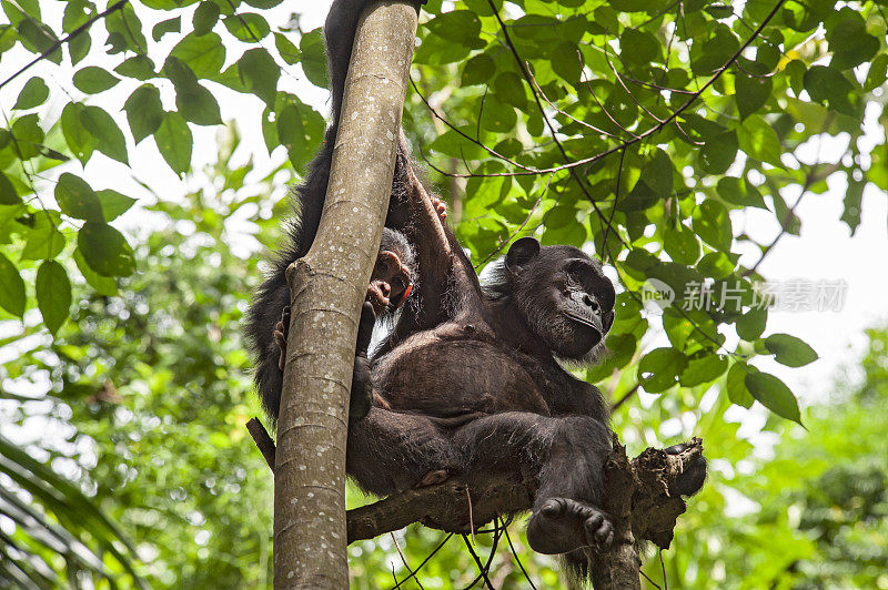 坦桑尼亚冈贝，树上的黑猩猩和婴儿
