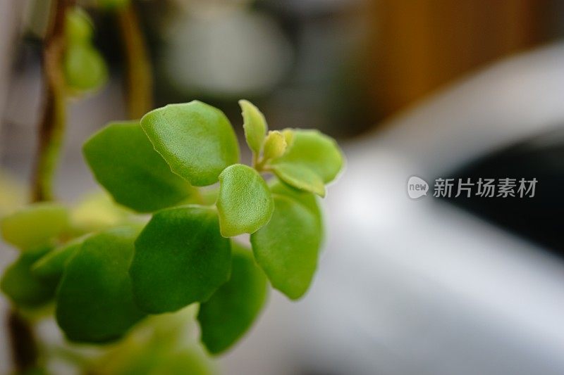 小叶或小叶植物