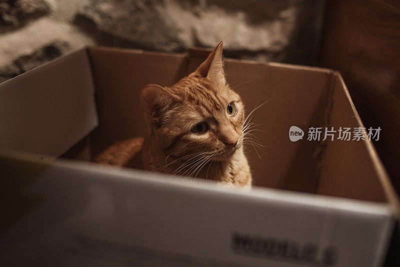 小姜猫在玩盒子