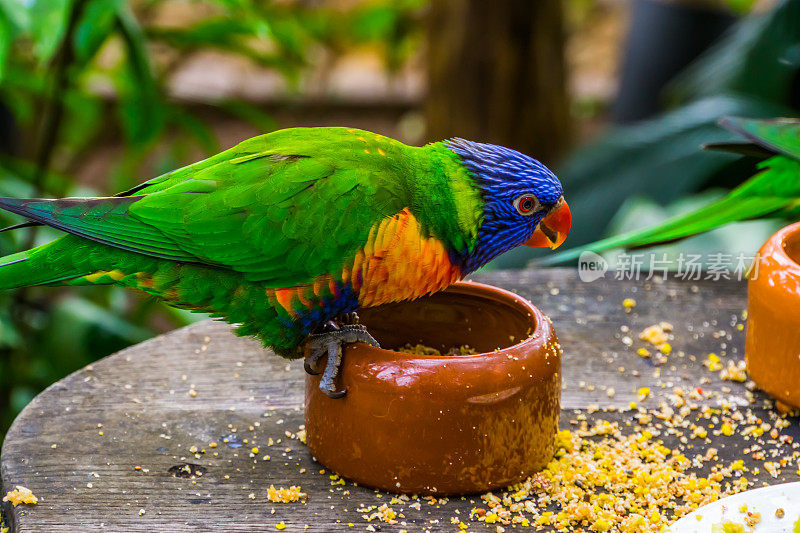 彩虹鹦鹉坐在喂食碗上，鸟喂食和宠物护理，来自澳大利亚的热带动物物种