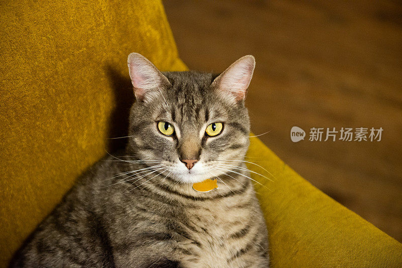 愤怒的虎斑猫坐在客厅椅子上表达对人类的蔑视