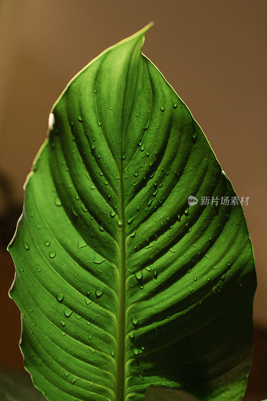 和平百合室内植物