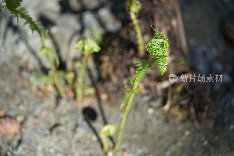 蕨类植物