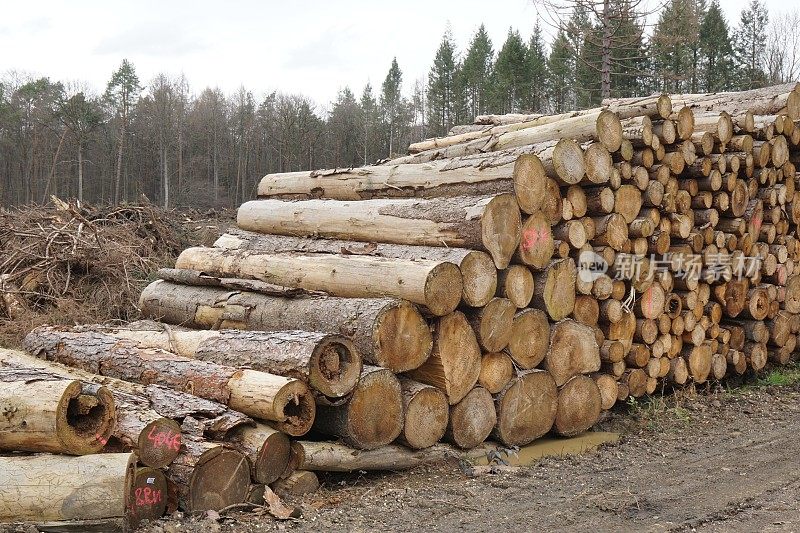木材工业，春天砍伐的云杉堆
