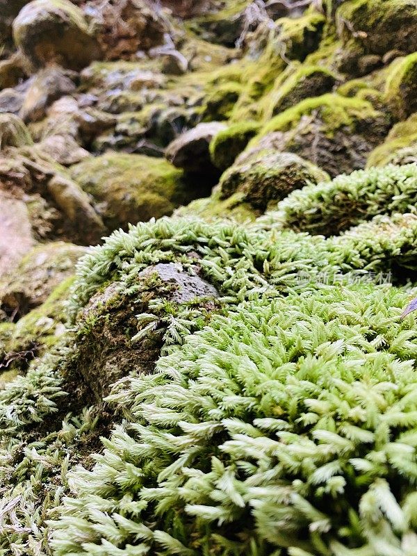 雨林苔藓特写镜头