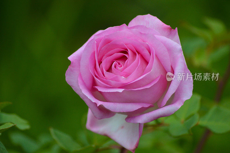 一朵美丽的粉红色玫瑰孤零零地生长在花园里