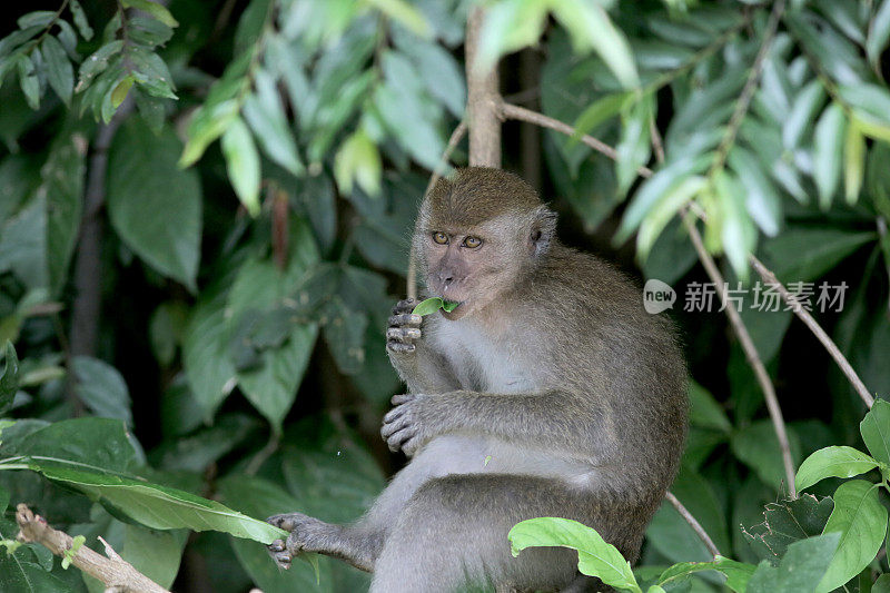 2019冠状病毒病:饥饿中的野生动物