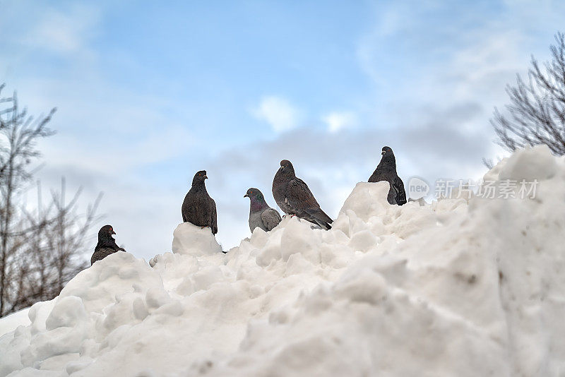 鸽子坐在雪堆上