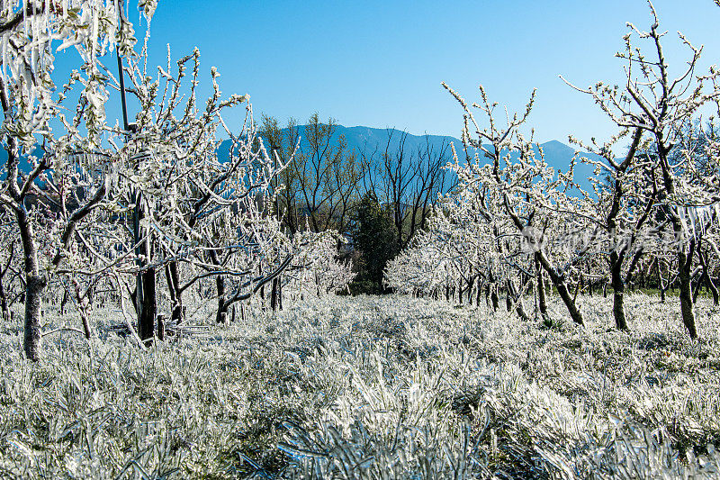 果园覆盖了有意霜冻，以防止在春季上午晚冷