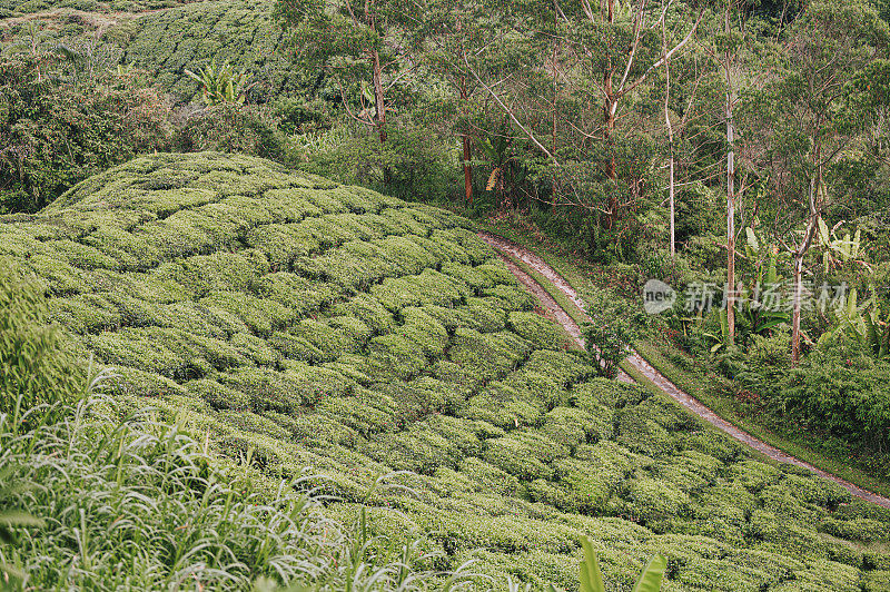 清晨在卡梅隆高地的茶园里种植茶树