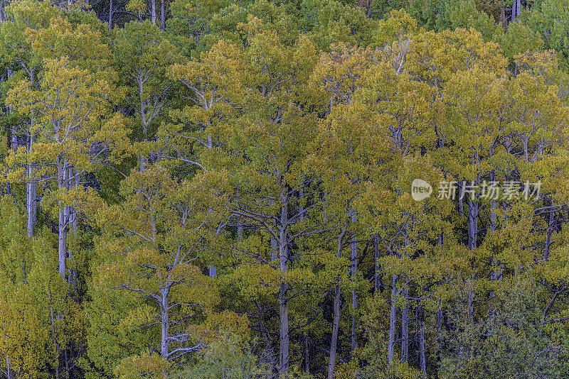 在主教溪的南叉山谷中颤动的白杨树在秋天的颜色。美洲山杨。因约国家森林位于加州内华达山脉东侧。