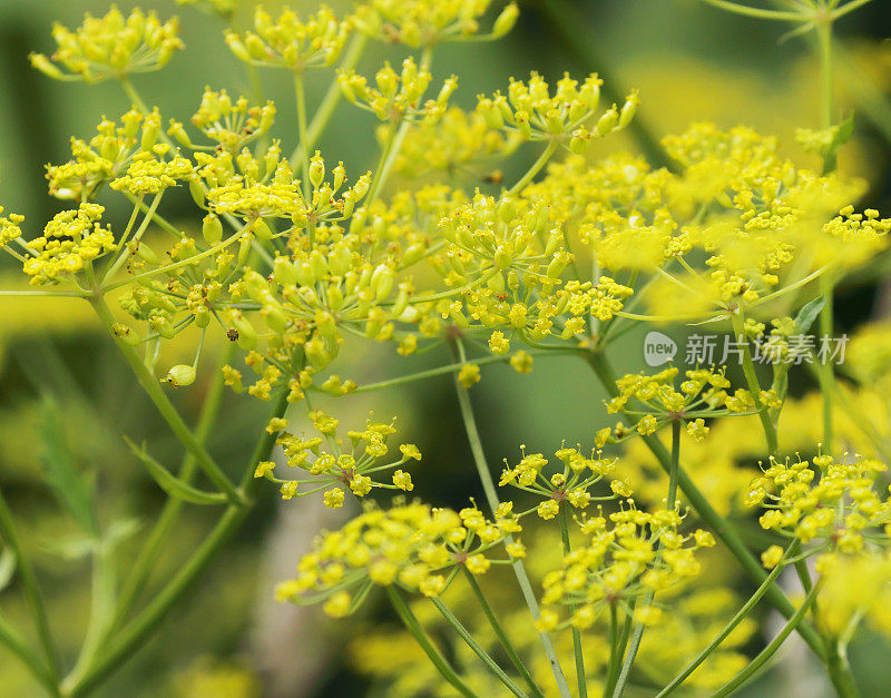 野生防风草