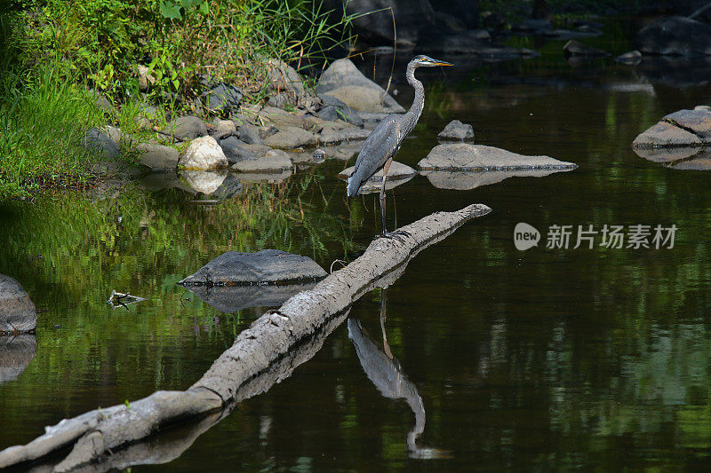 大蓝鹭在原木河