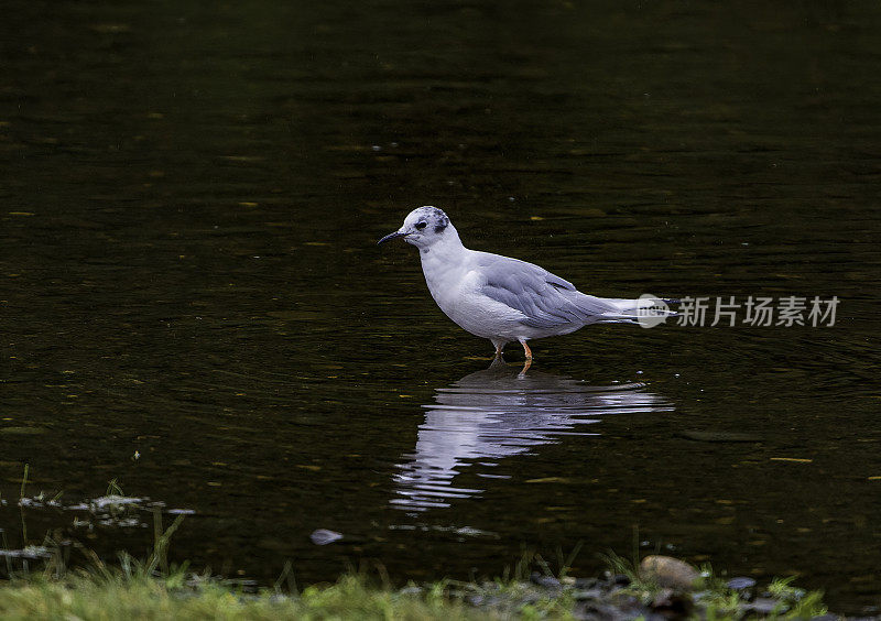 波拿巴的海鸥，费城色头鸥，是一种小海鸥。阿拉斯加海军部岛，汤加斯国家森林，帕克溪。鸥科。成人非繁殖地。