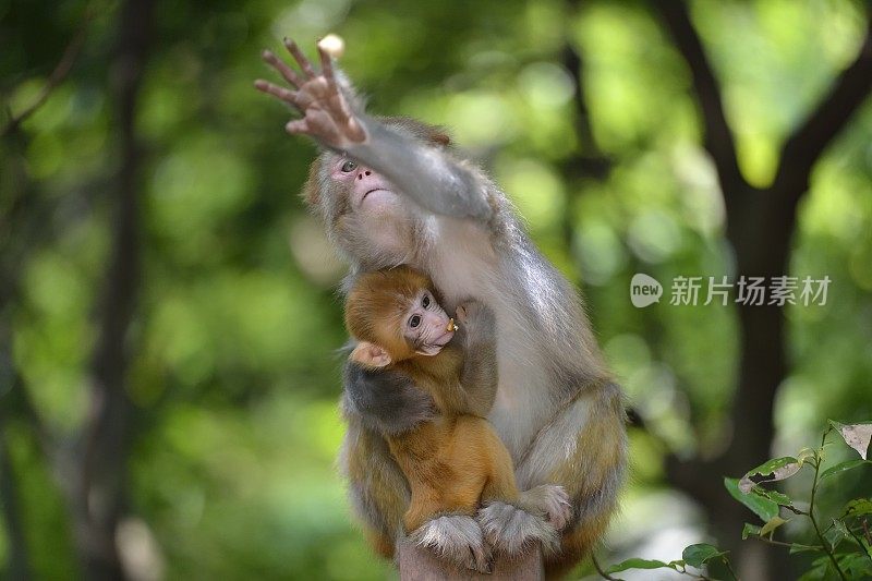 小猴子在妈妈的怀里