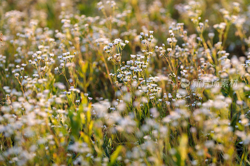 夕阳下的白花草地